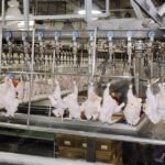 Molimic Farms’ Commitment to Quality Poultry Production