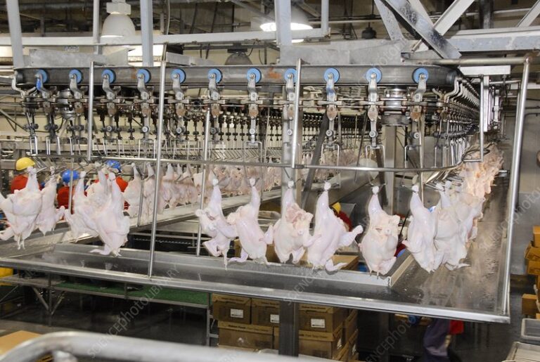 Molimic Farms’ Commitment to Quality Poultry Production