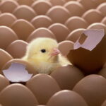 Hatching Success: The Journey of Poultry Farming Excellence